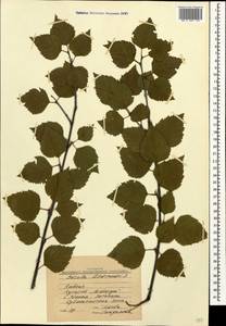 Betula pubescens var. litwinowii (Doluch.) Ashburner & McAll., Caucasus, Stavropol Krai, Karachay-Cherkessia & Kabardino-Balkaria (K1b) (Russia)