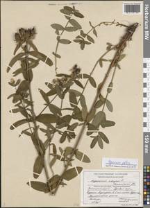 Hypericum ascyron subsp. gebleri (Ledeb.) N. Robson, Siberia, Central Siberia (S3) (Russia)