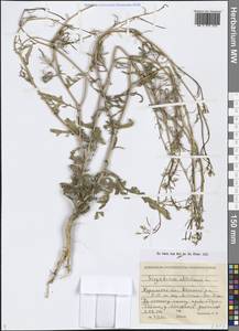 Sisymbrium altissimum L., Siberia, Western Siberia (S1) (Russia)