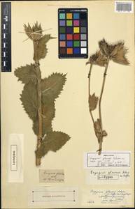Eryngium giganteum M. Bieb., Unclassified