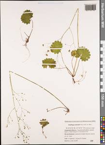 Micranthes nelsoniana subsp. aestivalis (Fisch. & C. A. Mey.) Elven & D. F. Murray, Siberia, Russian Far East (S6) (Russia)