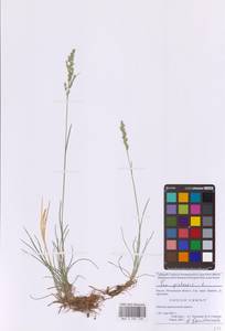 Poa pratensis L., Eastern Europe, Moscow region (E4a) (Russia)