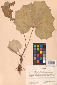 Tussilago farfara L., Eastern Europe, Moscow region (E4a) (Russia)