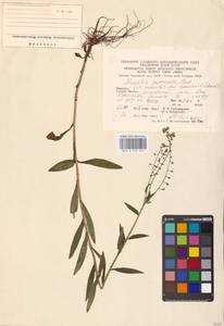 MHA 0 153 251, Myosotis nemorosa Besser, Eastern Europe, West Ukrainian region (E13) (Ukraine)