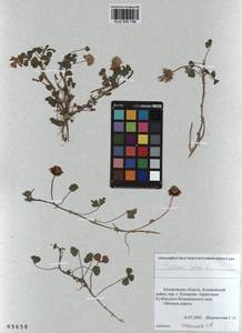 KUZ 000 748, Trifolium repens L., Siberia, Altai & Sayany Mountains (S2) (Russia)