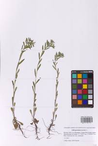 Buglossoides arvensis (L.) I.M.Johnst., Eastern Europe, Moscow region (E4a) (Russia)