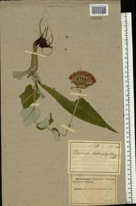 Cirsium heterophyllum (L.) Hill, Eastern Europe, Northern region (E1) (Russia)