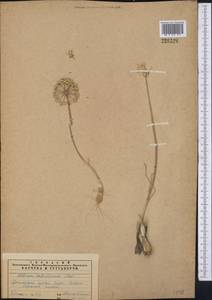 Allium sabulosum Steven ex Bunge, Middle Asia, Syr-Darian deserts & Kyzylkum (M7) (Kazakhstan)