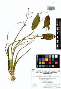 Sagittaria natans Pall., Siberia, Baikal & Transbaikal region (S4) (Russia)