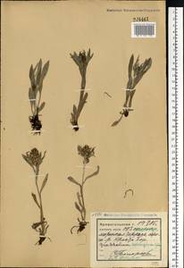 Omalotheca norvegica (Gunnerus) Sch. Bip. & F. W. Schultz, Eastern Europe, Northern region (E1) (Russia)