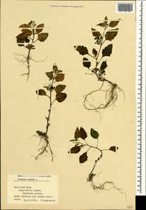 Solanum nigrum L., Crimea (KRYM) (Russia)