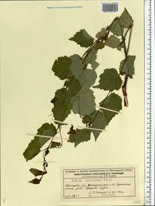 Betula pendula Roth, Eastern Europe, Volga-Kama region (E7) (Russia)