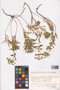 Euphorbia glareosa Pall. ex M.Bieb., Eastern Europe, Lower Volga region (E9) (Russia)