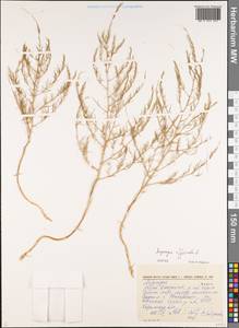 Asparagus officinalis L., Eastern Europe, South Ukrainian region (E12) (Ukraine)