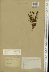 Lomatogonium carinthiacum (Wulfen) Reichenb., Siberia (no precise locality) (S0) (Russia)