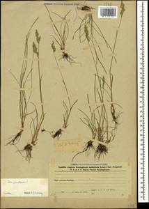 Poa pratensis L., Caucasus, Azerbaijan (K6) (Azerbaijan)