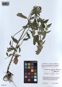 Galeopsis bifida Boenn., Siberia, Altai & Sayany Mountains (S2) (Russia)