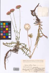 Jurinea cretacea Bunge, Eastern Europe, Lower Volga region (E9) (Russia)