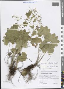 Alchemilla lindbergiana Juz., Siberia, Baikal & Transbaikal region (S4) (Russia)