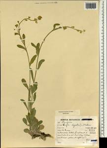 Fibigia clypeata (L.) Medik., South Asia, South Asia (Asia outside ex-Soviet states and Mongolia) (ASIA) (Iran)