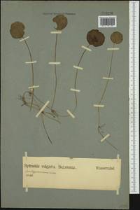Hydrocotyle vulgaris L., Western Europe (EUR) (Germany)