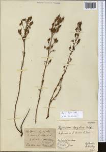 Hypericum elongatum, Middle Asia, Dzungarian Alatau & Tarbagatai (M5) (Kazakhstan)