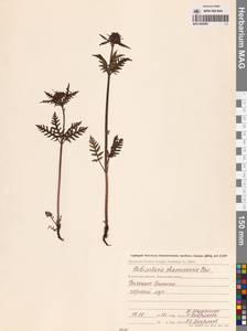 Pedicularis chamissonis Steven, Siberia, Chukotka & Kamchatka (S7) (Russia)