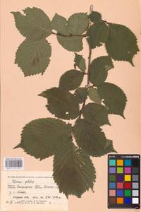 Ulmus glabra Huds., Eastern Europe, West Ukrainian region (E13) (Ukraine)