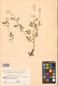 Cardamine amara L., Eastern Europe, Northern region (E1) (Russia)