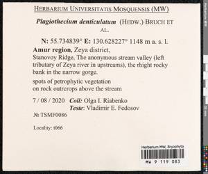 Plagiothecium denticulatum (Hedw.) Schimp., Bryophytes, Bryophytes - Russian Far East (excl. Chukotka & Kamchatka) (B20) (Russia)