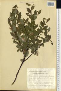 Salix dshugdshurica A. Skvortr., Siberia, Chukotka & Kamchatka (S7) (Russia)