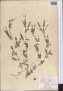 Lathyrus cicera L., Middle Asia, Pamir & Pamiro-Alai (M2) (Uzbekistan)