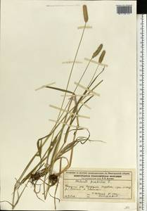 Phleum pratense L., Eastern Europe, Volga-Kama region (E7) (Russia)