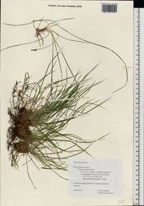 Carex montana L., Eastern Europe, Central region (E4) (Russia)