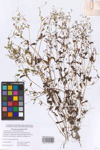 Myosotis sparsiflora J. C. Mikan ex Pohl, Eastern Europe, Central region (E4) (Russia)