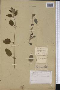 Mesosphaerum pectinatum (L.) Kuntze, America (AMER) (Russia)