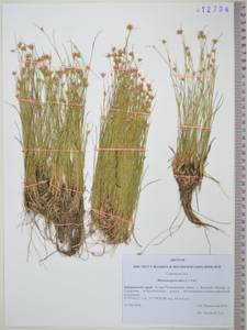 Rhynchospora alba (L.) Vahl, Siberia, Russian Far East (S6) (Russia)