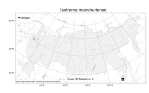 Isotrema manshuriense (Kom.) H. Huber, Atlas of the Russian Flora (FLORUS) (Russia)