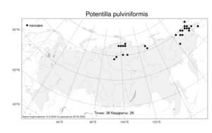 Potentilla pulviniformis A. P. Khokhr., Atlas of the Russian Flora (FLORUS) (Russia)