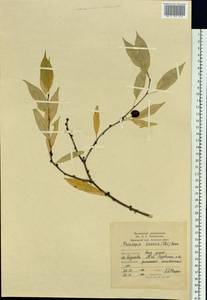 Prinsepia sinensis (Oliv.) Oliv. ex Bean, Siberia, Russian Far East (S6) (Russia)