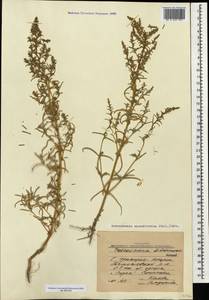 Petrosimonia oppositifolia (Pall.) Litv., Caucasus, Krasnodar Krai & Adygea (K1a) (Russia)