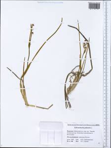 Scheuchzeria palustris L., Siberia, Baikal & Transbaikal region (S4) (Russia)