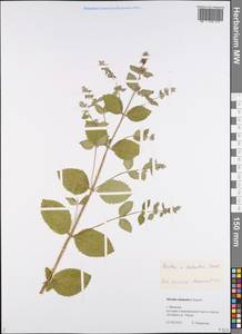 Mentha × dalmatica Tausch, Eastern Europe, Central forest region (E5) (Russia)