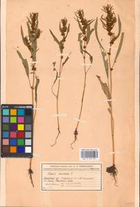 Rumex maritimus L., Eastern Europe, Moscow region (E4a) (Russia)