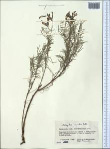 Astragalus cornutus Pall., Middle Asia, Northern & Central Kazakhstan (M10) (Kazakhstan)