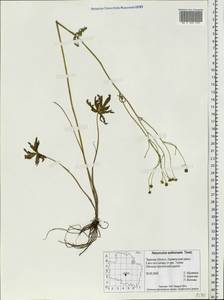 Ranunculus propinquus subsp. subborealis (Tzvelev) Kuvaev, Eastern Europe, North-Western region (E2) (Russia)