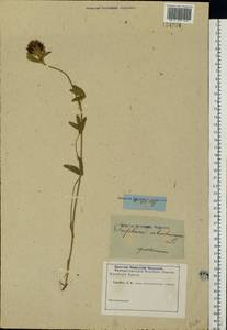 Trifolium ochroleucon Huds., Eastern Europe, Rostov Oblast (E12a) (Russia)