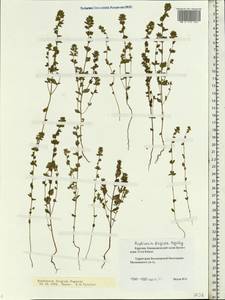 Euphrasia frigida Pugsley, Eastern Europe, Northern region (E1) (Russia)