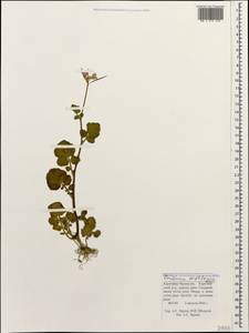 Cardamine raphanifolia subsp. acris (Griseb.) O.E. Schulz, Caucasus, Stavropol Krai, Karachay-Cherkessia & Kabardino-Balkaria (K1b) (Russia)
