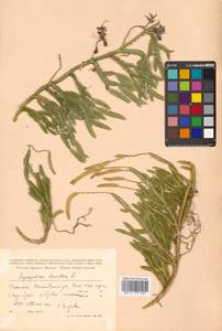 Lycopodium clavatum L., Siberia, Russian Far East (S6) (Russia)